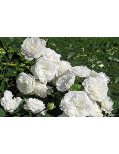 ROSA BANKISIAE ALBA C-10 LT