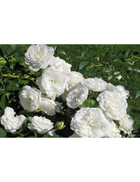 ROSA BANKISIAE ALBA C-10 LT