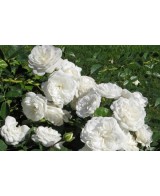 ROSA BANKISIAE ALBA C-10 LT