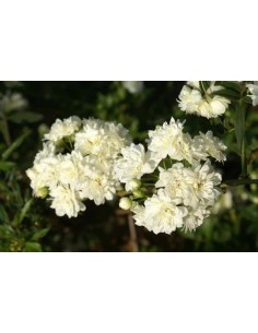 ROSA BANKISIAE ALBA C-10 LT 2