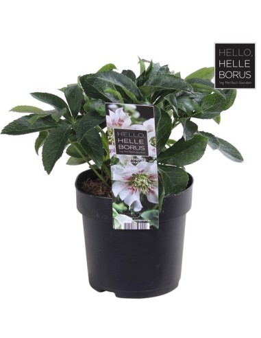 Helleborus Hello Pearl M14 Rosa planta ornamental para jardín invierno y terraza