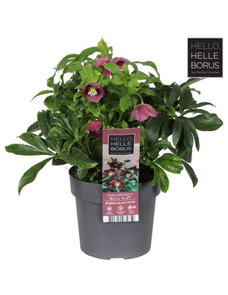 Helleborus Hello Red M17 Rojo planta ornamental resistente para jardines y terrazas
