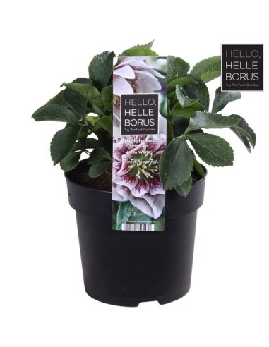 Helleborus Hello M14 Blanco planta ornamental flores blancas resistentes invierno