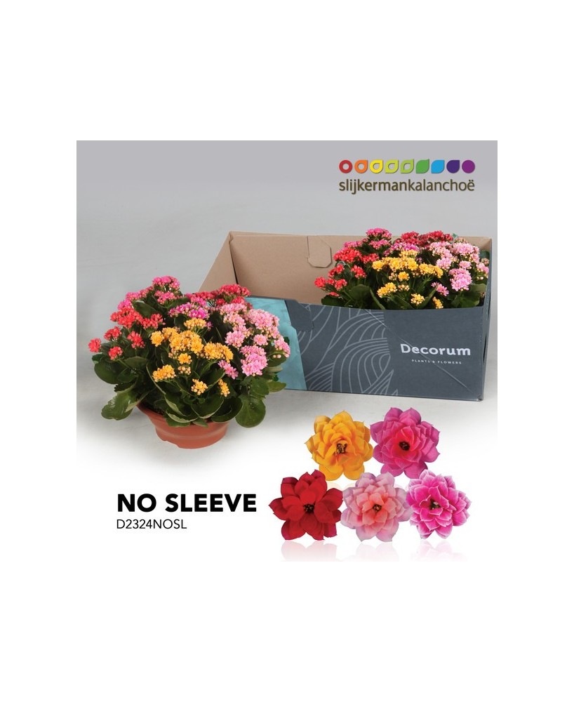 Kalanchoe Bloss Carnaval Cuenco planta suculenta con floración vibrante para interiores y terrazas