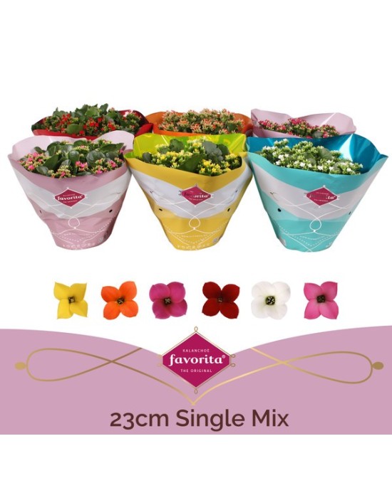 Kalanchoe Bloss Single Flower M23 | Planta de interior decorativa y fácil de cuidar