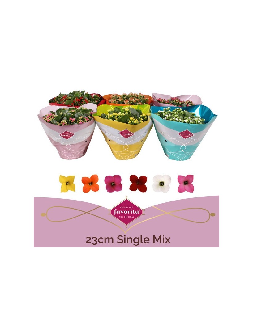 Kalanchoe Bloss Single Flower M23 | Planta de interior decorativa y fácil de cuidar