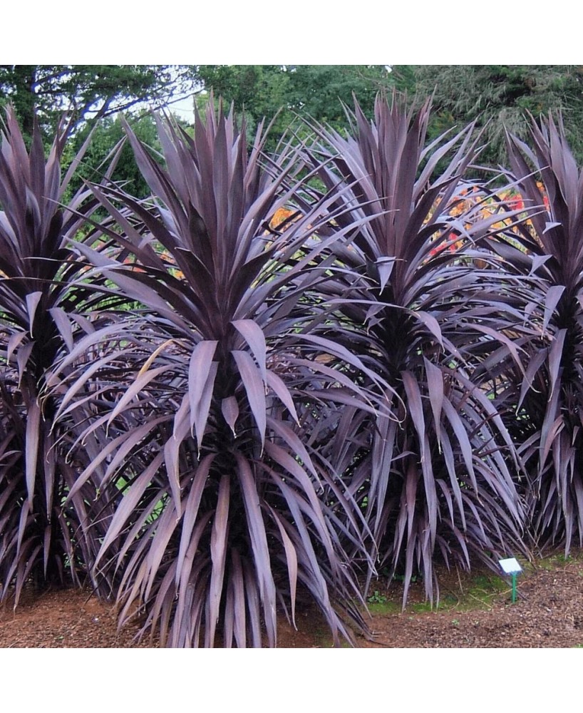 CORDYLINE BURGUNDY SPIRE C25 7.5LT