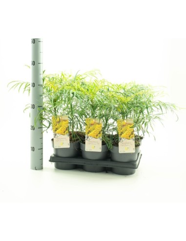 Mahonia Soft Cares M15  Planta ornamental resistente con floración invernal