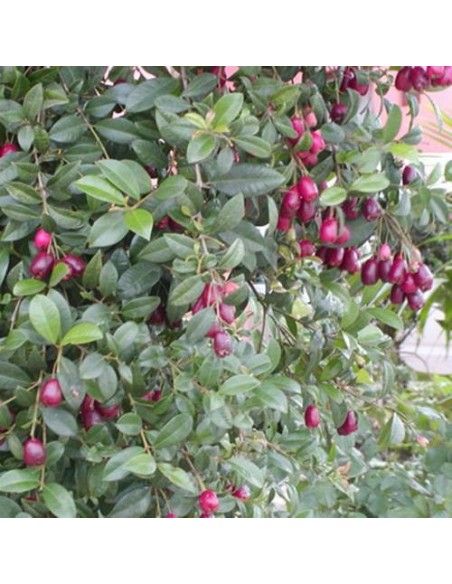 Eugenia New Port C-25 Maceta 7.5L Planta Ornamental Resistente y Decorativa