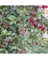 Eugenia New Port C-25 Maceta 7.5L Planta Ornamental Resistente y Decorativa