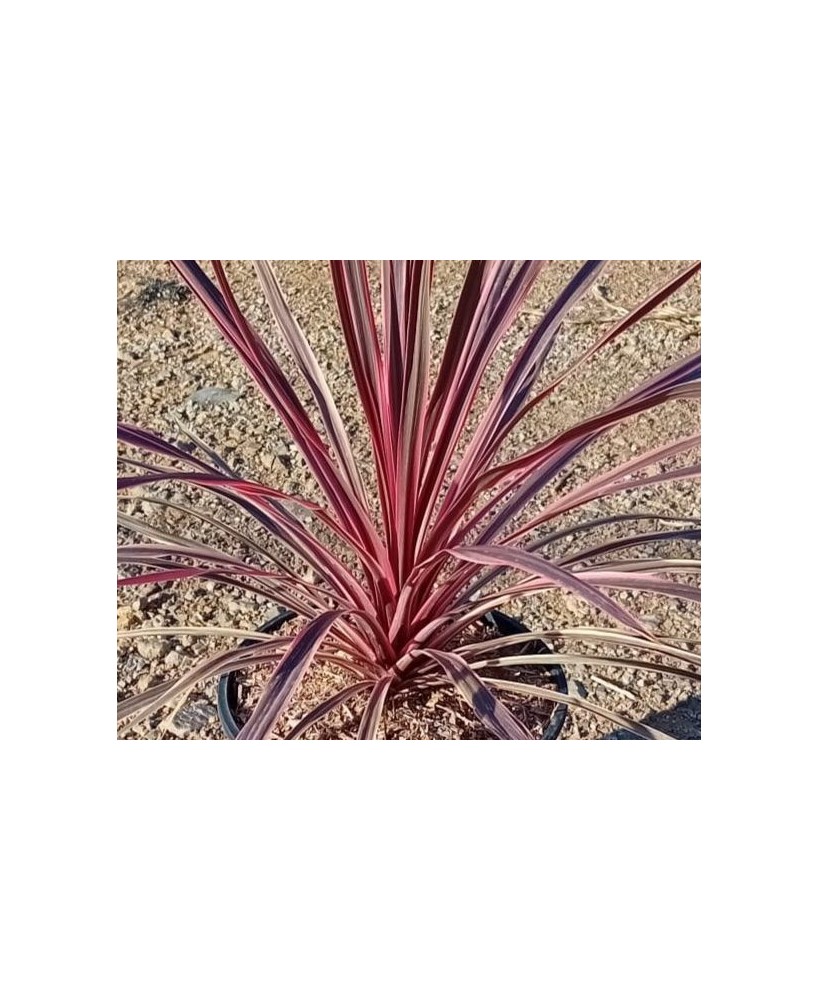 Cordyline Charlie Boy C25 planta ornamental maceta 7 5 litros tropical jardín terraza