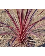 Cordyline Charlie Boy C25 planta ornamental maceta 7 5 litros tropical jardín terraza