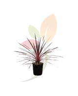 Cordyline Charlie Boy C25 planta ornamental maceta 7 5 litros tropical jardín terraza
