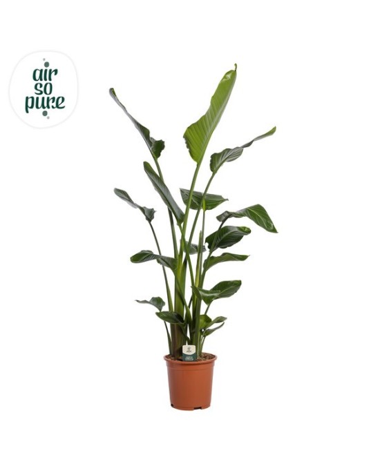 Strelitzia Nicolai 3PP M27 Planta Tropical de Gran Tamaño para Jardín y Interior