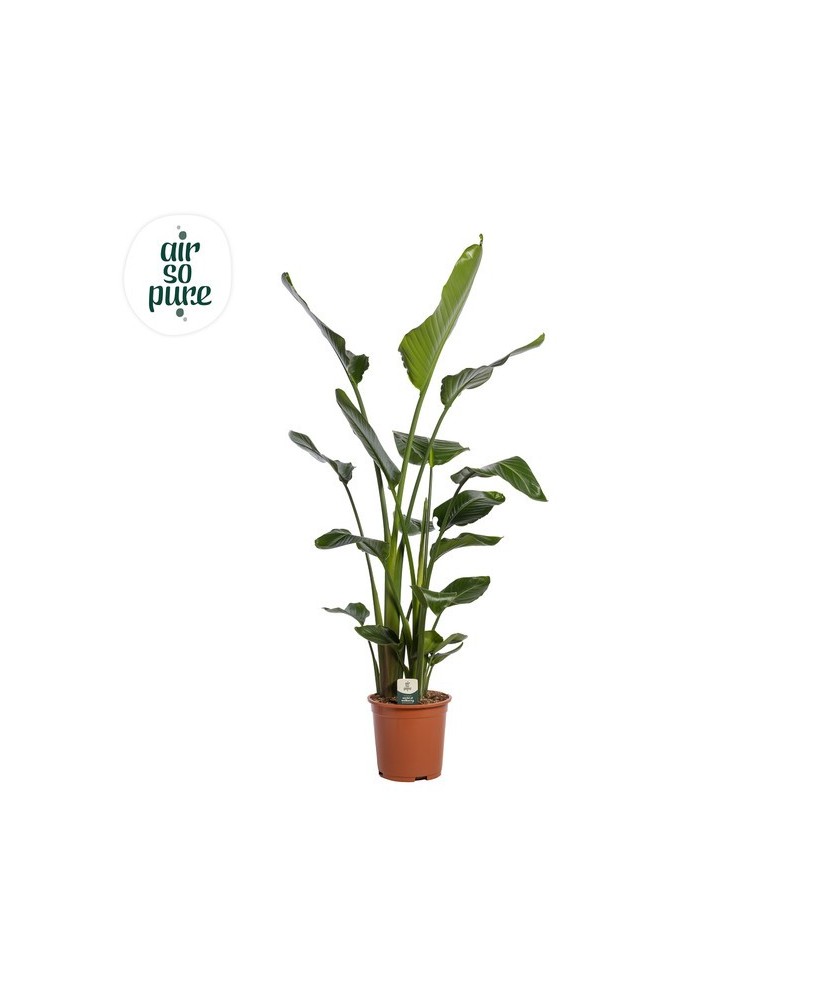 Strelitzia Nicolai 3PP M27 Planta Tropical de Gran Tamaño para Jardín y Interior