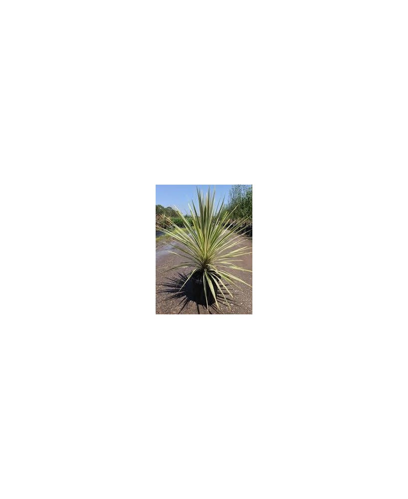 Cordyline Torbay Dazzler C25 planta ornamental 7,5 litros hojas verdes rojizas púrpuras