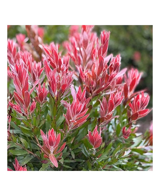 CALLISTEMON RED ROCKET C30 15LT
