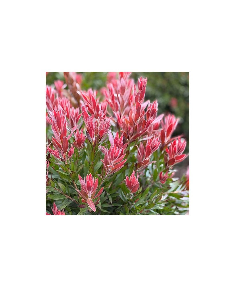 CALLISTEMON RED ROCKET C30 15LT