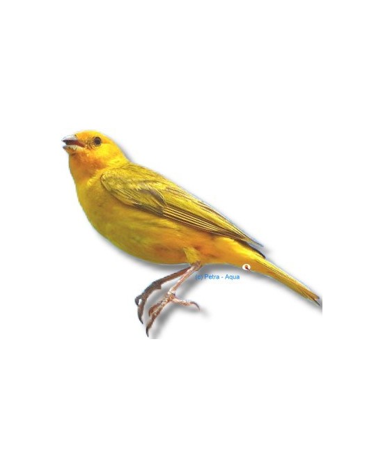 CANARIO COLOR, Serinus Canara
