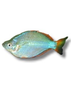 MELANOTAENIA PRAECOX 2,5-3 CM