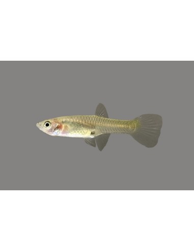 GUPPY HEMBRA ENDLERI 2.5-3CM BSF