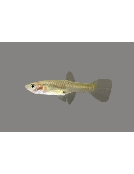 GUPPY HEMBRA ENDLERI 2.5-3CM BSF
