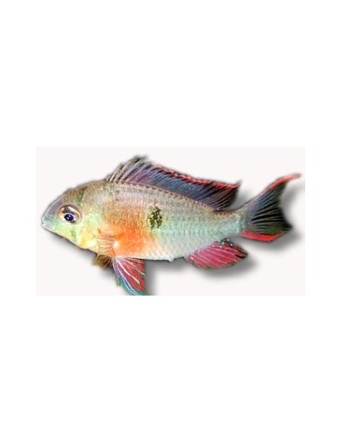 RAMIREZI BOLIVIANO 3-4CM - MICROGEOPHAGUS ALTISPINOSA