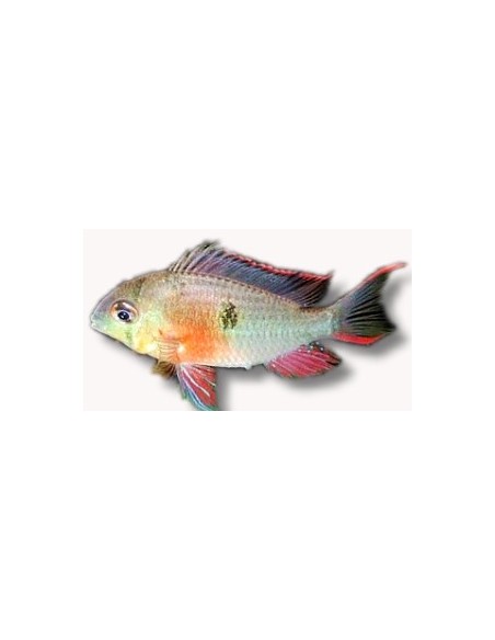 RAMIREZI BOLIVIANO 3-4CM - MICROGEOPHAGUS ALTISPINOSA