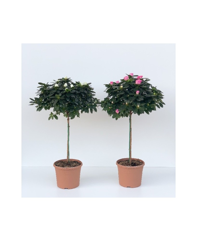 AZALEA COPA