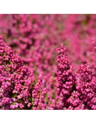 ERICA GRACILIS 36/39 TERRE M16