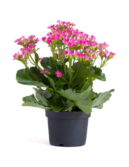 KALANCHOE CALANDIVA MIX M9