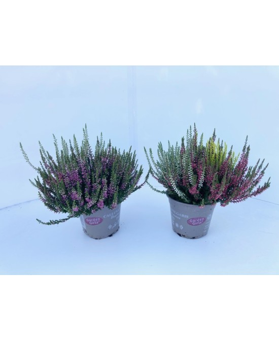 CALLUNA VULG G GIRLS TRIO M13