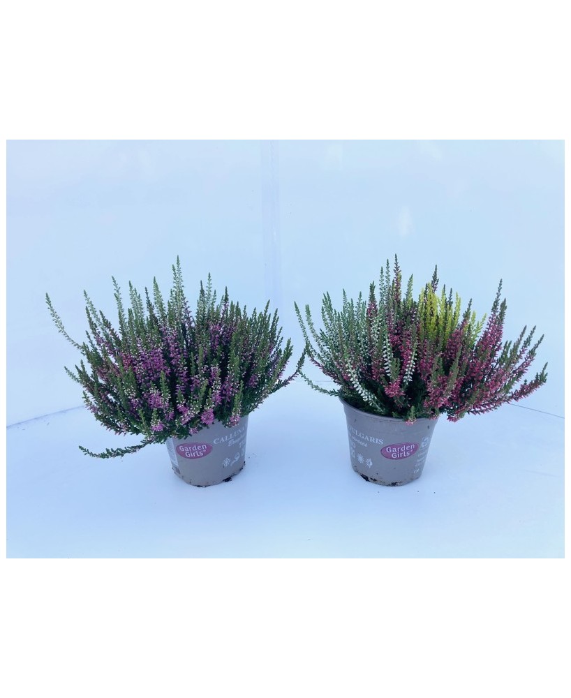 CALLUNA VULG G GIRLS TRIO M13