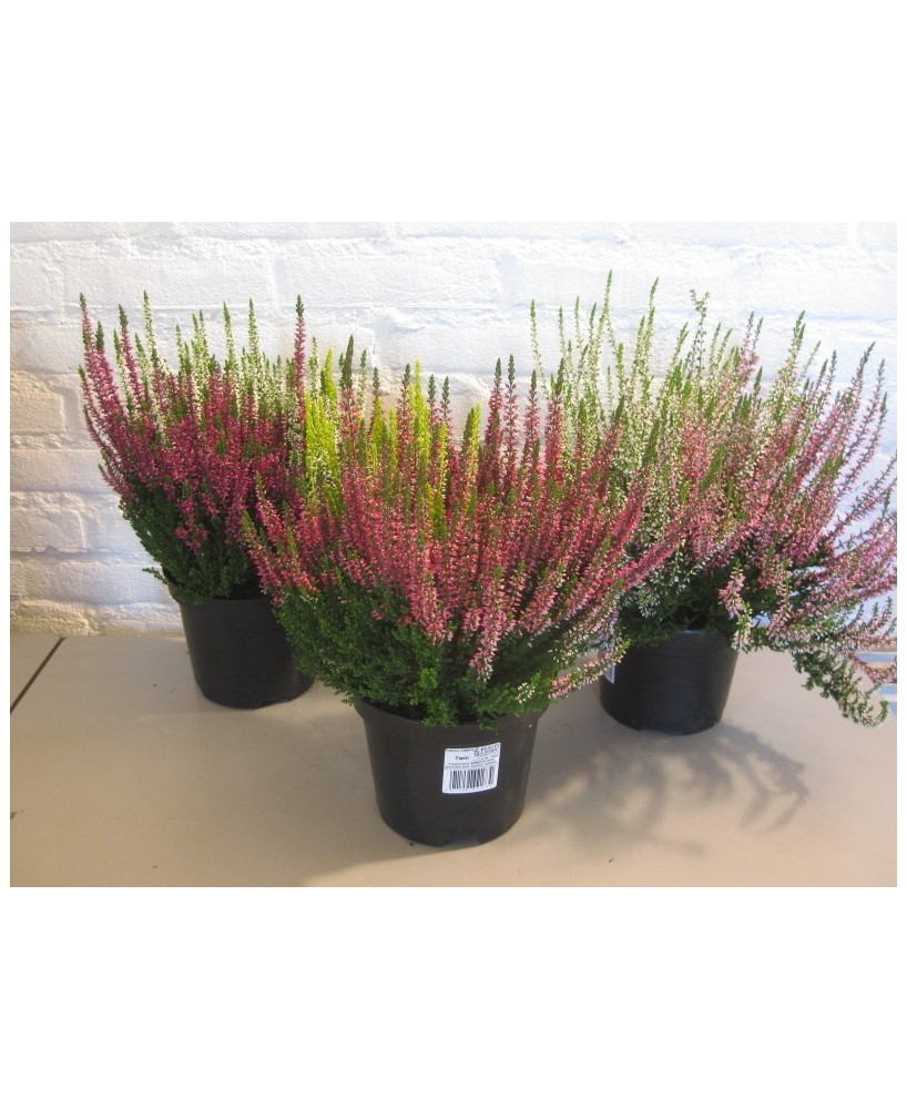 Calluna Vulg Beauty Ladies Twins M15 planta ornamental floración doble para jardines interiores terrazas