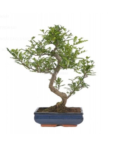 BONSAI 6 AÑOS PODOCARPUS MACROPHYLLUS MISTRAL