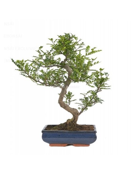BONSAI 6 AÑOS PODOCARPUS MACROPHYLLUS MISTRAL