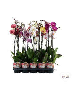 Phalaenopsis Promiss Mix 2T+ M12 | Orquídea Natural en Maceta
