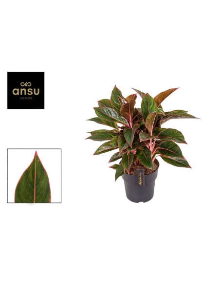 Aglaonema Jungle Red M19 Planta de Interior con Hojas Rojas y Verdes Fácil Cuidado