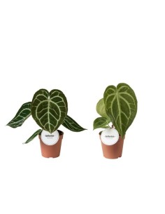 Anthurium Rare Special Mix M12 Planta Exótica Interior | Endanea Garden