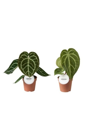 Anthurium Rare Special Mix M12 Planta Exótica Interior | Endanea Garden
