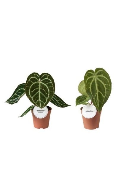 Anthurium Rare Special Mix M12 Planta Exótica Interior | Endanea Garden