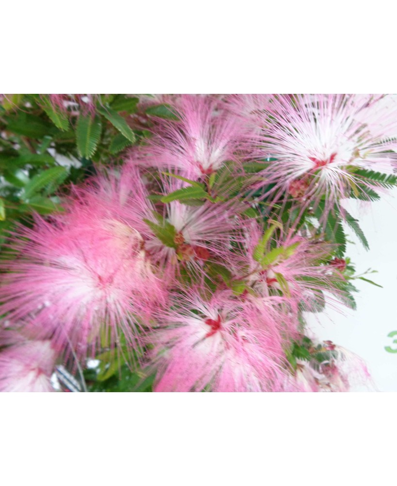 Calliandra Surinamensis Dixie Pink 11L Mini Copa planta ornamental flores rosas follaje compacto