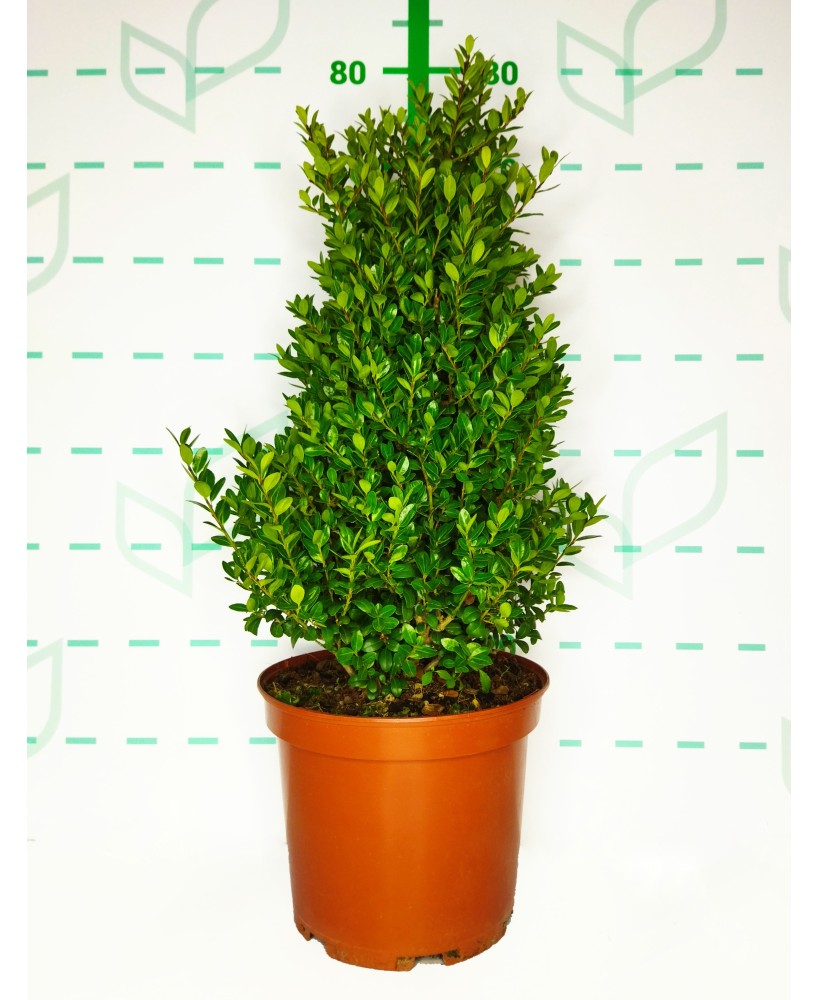 ILEX CRENATA  "CAROLINE UPRIGHT" 7.5L 50/60 CONICO