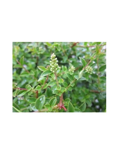 Ligustrum Jonandrum 5L Deco HT 50/70  Arbusto Topiario para Jardines y Terrazas