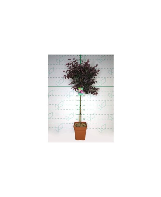 Loropetalum Chinensis Cuadrada 11L HT 40 80/100 Arbusto Ornamental para Jardín