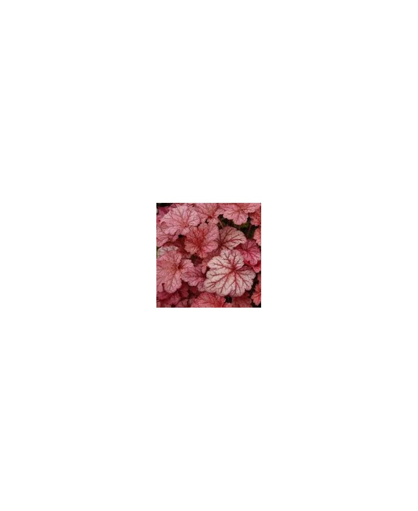 HEUCHERA M10.5 KM0