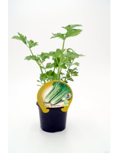 Planta de Apio Verde M10  Fresca y Fácil de Cultivar en Casa

