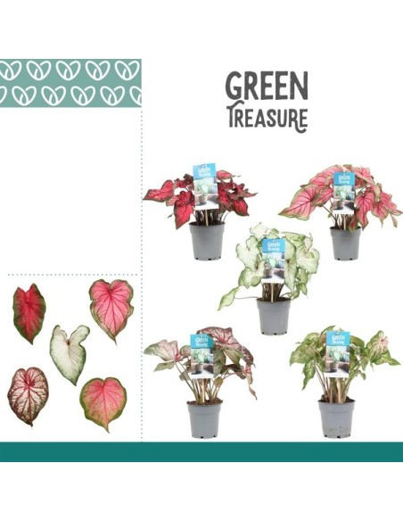 Caladium Mix M12 Planta Interior Follaje Multicolor Verde Rojo Rosa Blanco