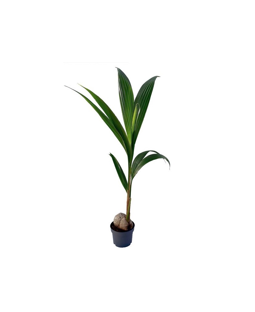 Cocos Nucifera M19 palma de coco planta de interior tropical fácil cuidado