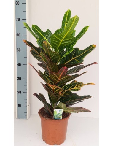 Codiaeum Var Excellens M19 planta de interior follaje multicolor resistente y fácil cuidado